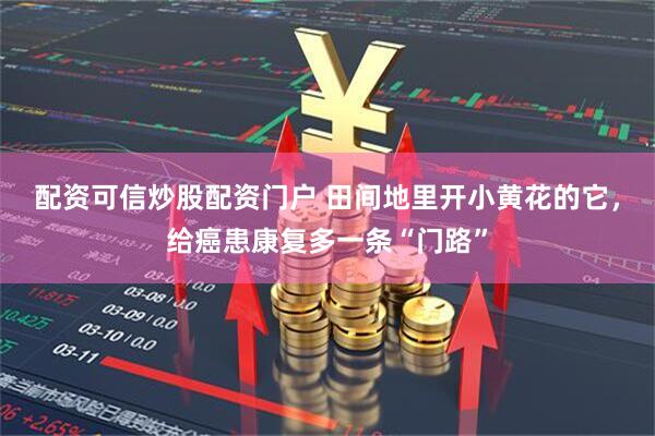 配资可信炒股配资门户 田间地里开小黄花的它，给癌患康复多一条“门路”